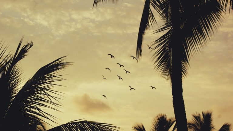 birds of Hawaii