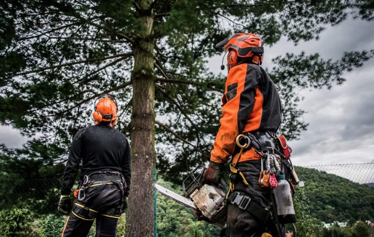 How To Choose The Best Tree Service For Your Needs?