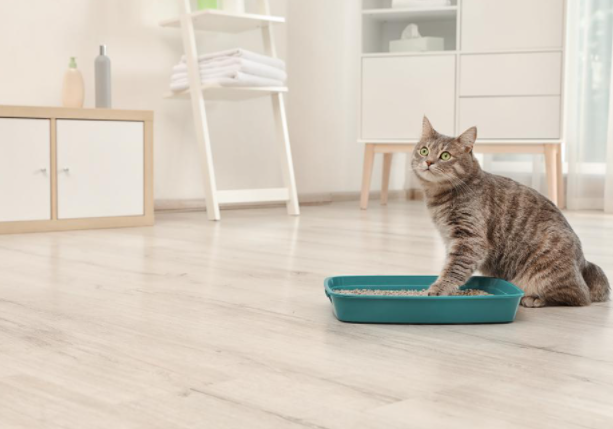 4 Ways To Help Reduce Litter Box Smells