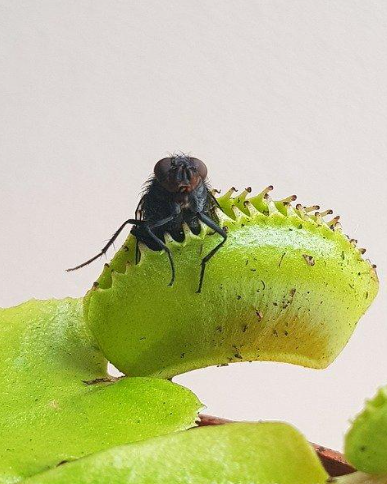 What Household Items Can You Try Before Calling Pest Control Services