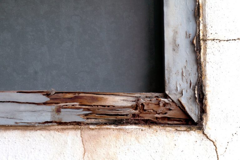 6 Telltale Signs That Your Home is Infested With Pests