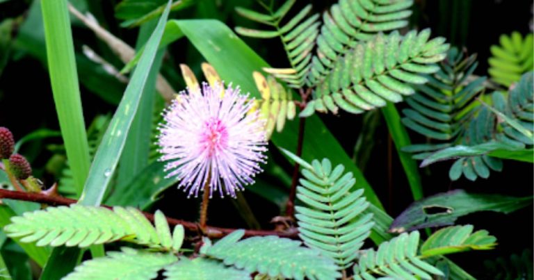 4 Benefits of Mimosa