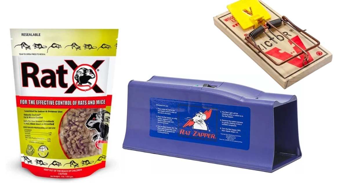 Top Best Rat Traps in 2022 ACTIVE MY HOME