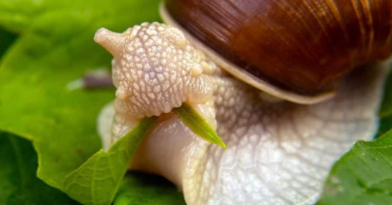 Feed Your Snails
