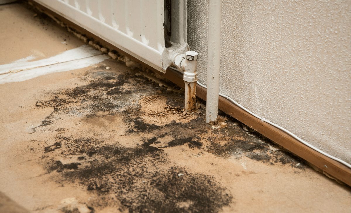 Understanding Mold Tests:
