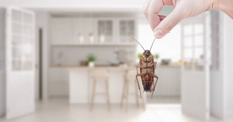 Best Ways To Keep Homes from Pests