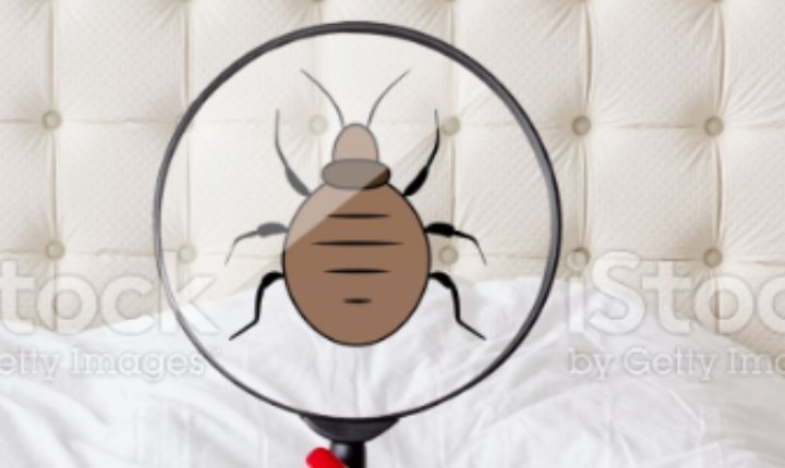 bed bugs