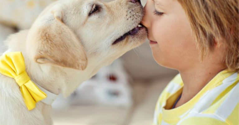 Dogs